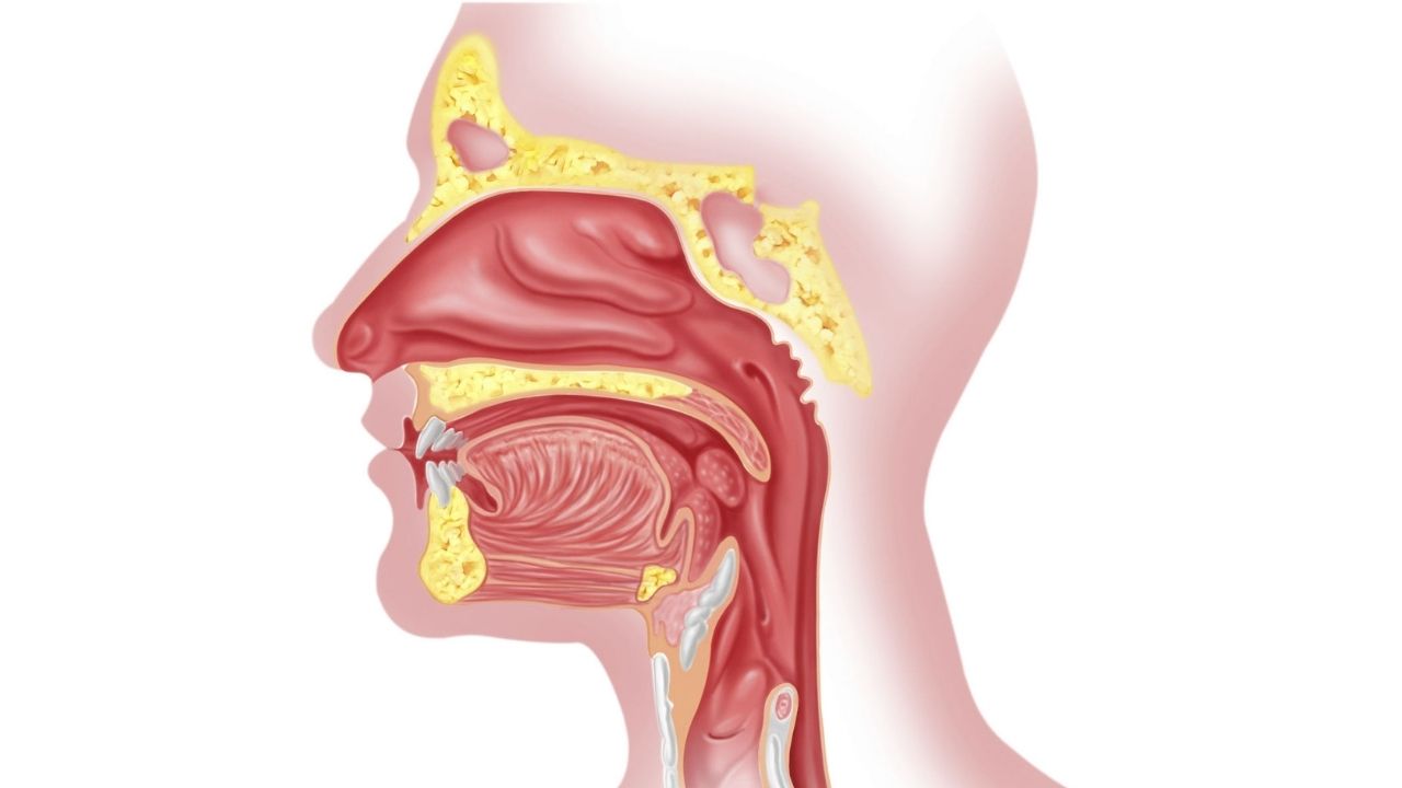 Anatomia Humana Da Boca, Boca Aberta Com Explicação Ilustração do