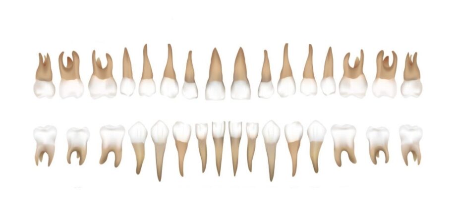 numeração dos dentes